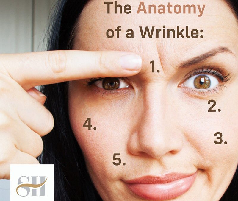 the anatomy of a wrinkle